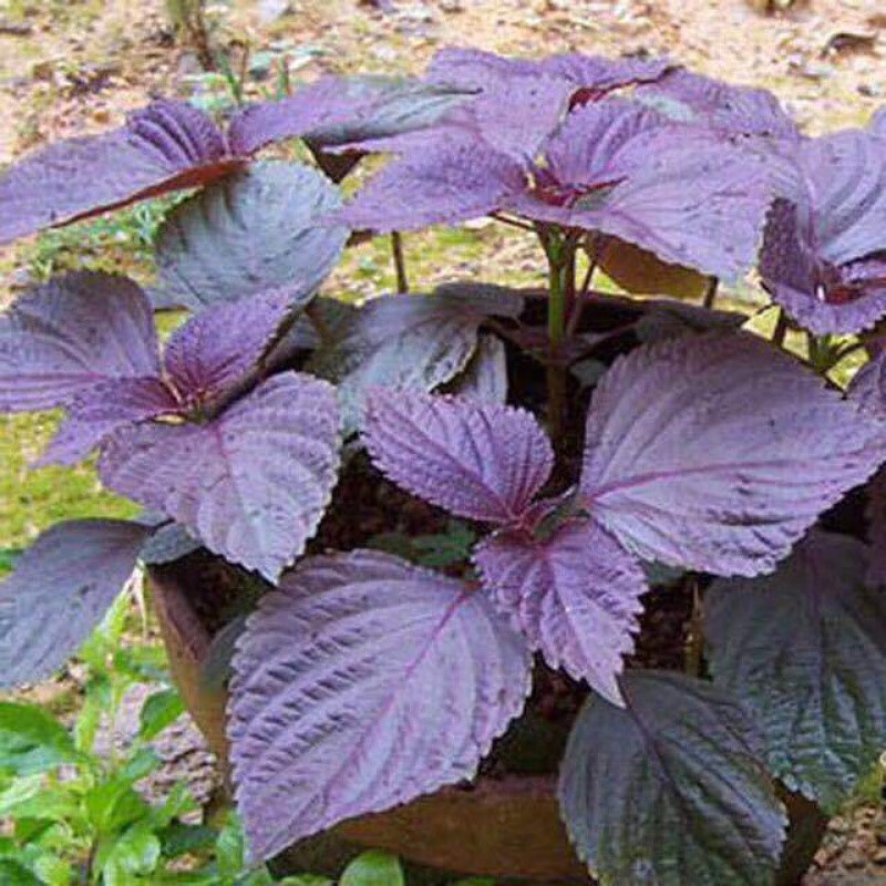 花明柳媚园艺旗舰店商品编号:10040547986569商品名称:紫叶苏紫苏子