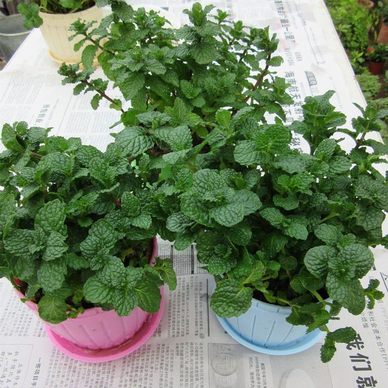 精选绿植吸毒草盆栽新房装修除甲醛植物办公室内净化空气绿植四季常青