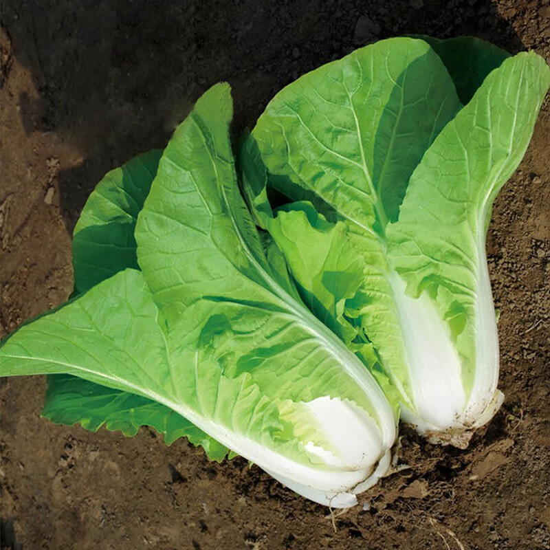 快菜38天白菜种子速生奶油青菜籽耐热耐抽苔春秋四季黄芽蔬菜种孑 绿