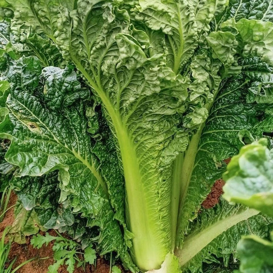 云南高山麻叶青菜大白菜天津绿白菜时令蔬菜新鲜农家自种现摘2500克