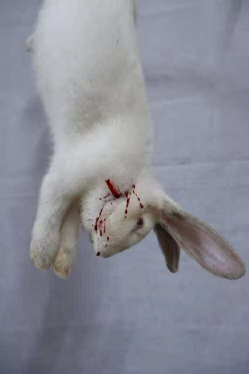 新鲜带皮兔肉兔子肉兔肉新鲜活兔现杀整只顺丰新鲜兔肚3斤