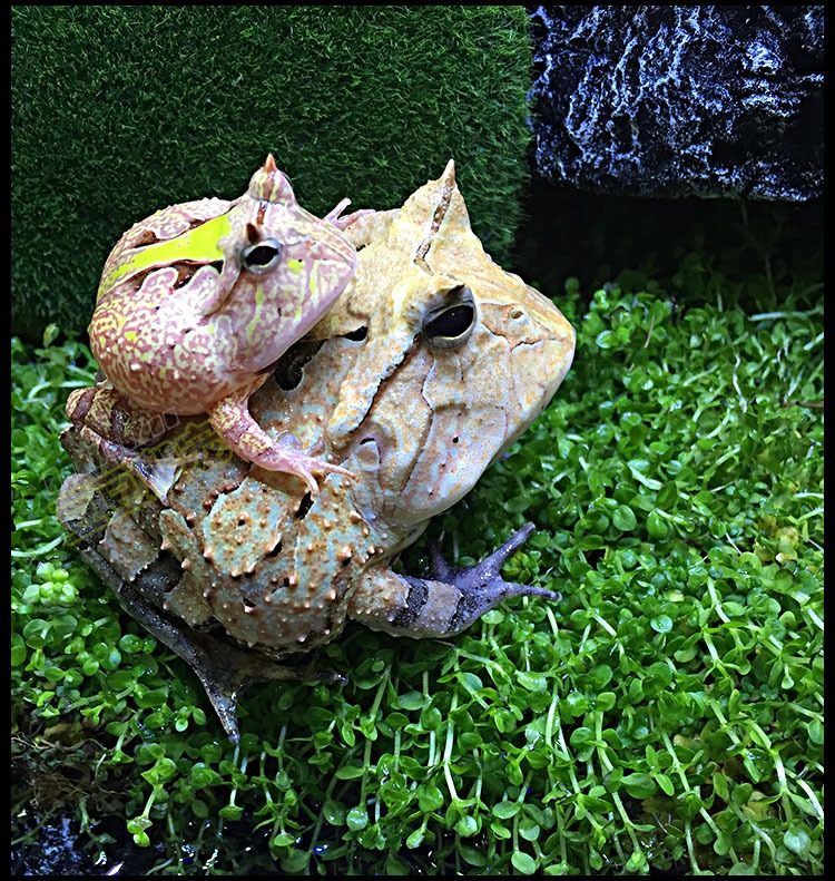 青蛙活体活物爬宠两栖宠物青蛙蝌蚪绿黄金观赏活体霸王宠物小青蛙家养