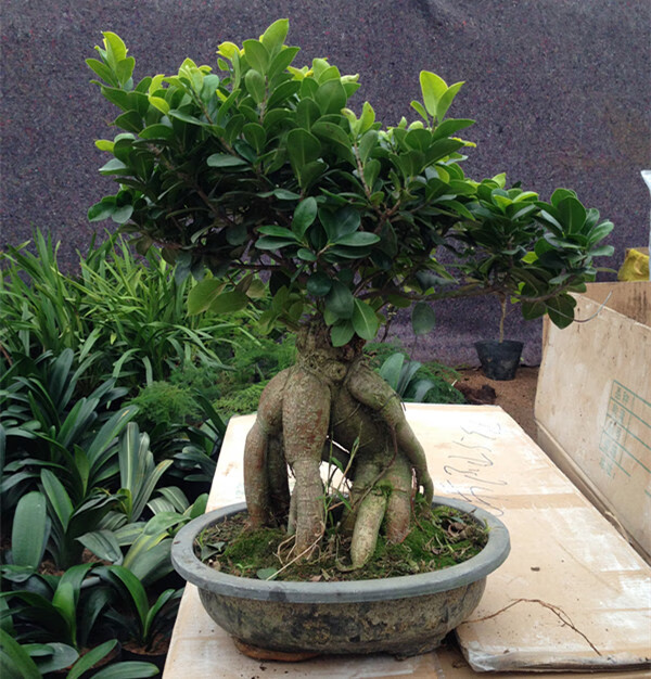 小榕树盆景中大榕树盆景室内桌面迷你造型老桩净化空气地瓜榕植物