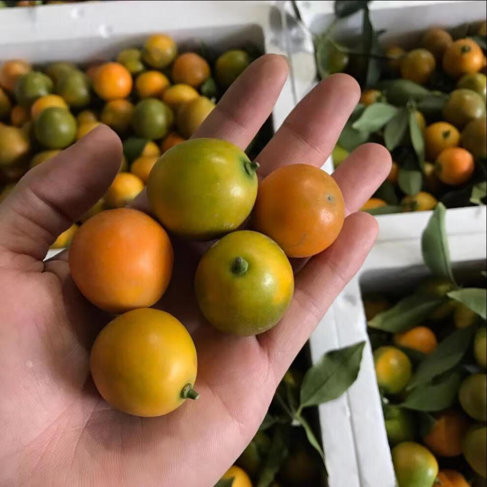 金桔新鲜水果广西融安滑皮小金桔脆皮金橘子冰糖心桔子应季孕妇宝宝