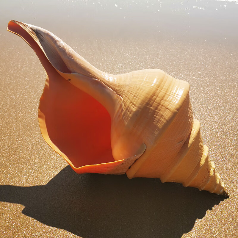 小米生态家居同款巨型海螺壳摆件天然超大工艺品特大饰品海螺号角可吹