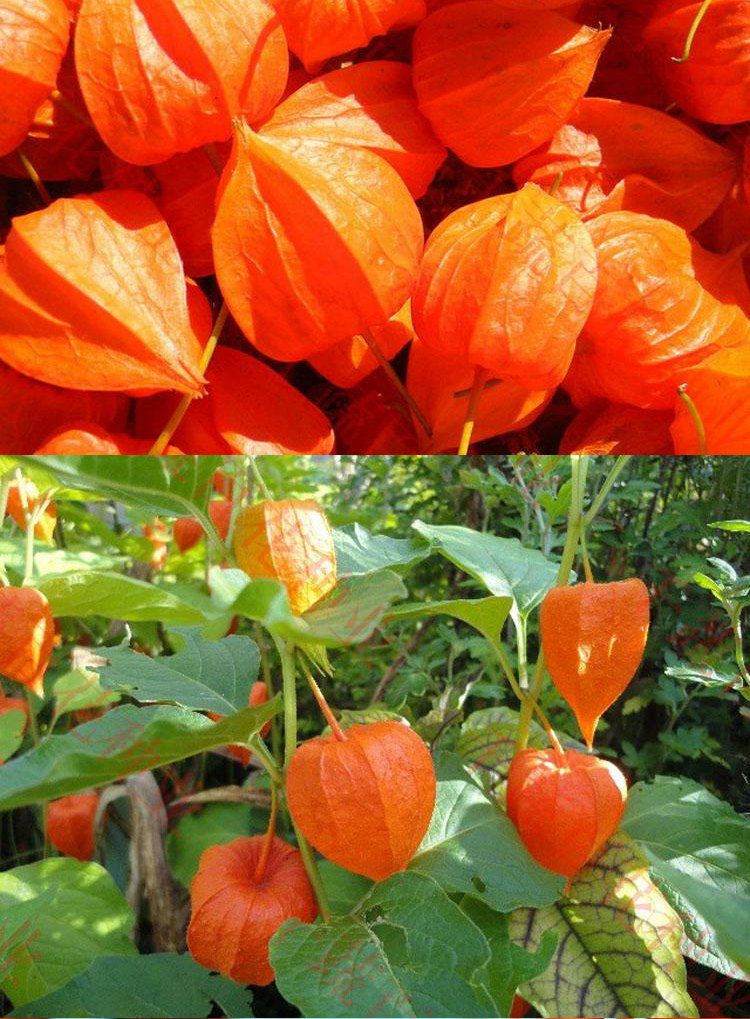 东北长白山野生红姑娘鲜果中药材皮灯笼果锦灯笼红菇娘挂金灯 500g