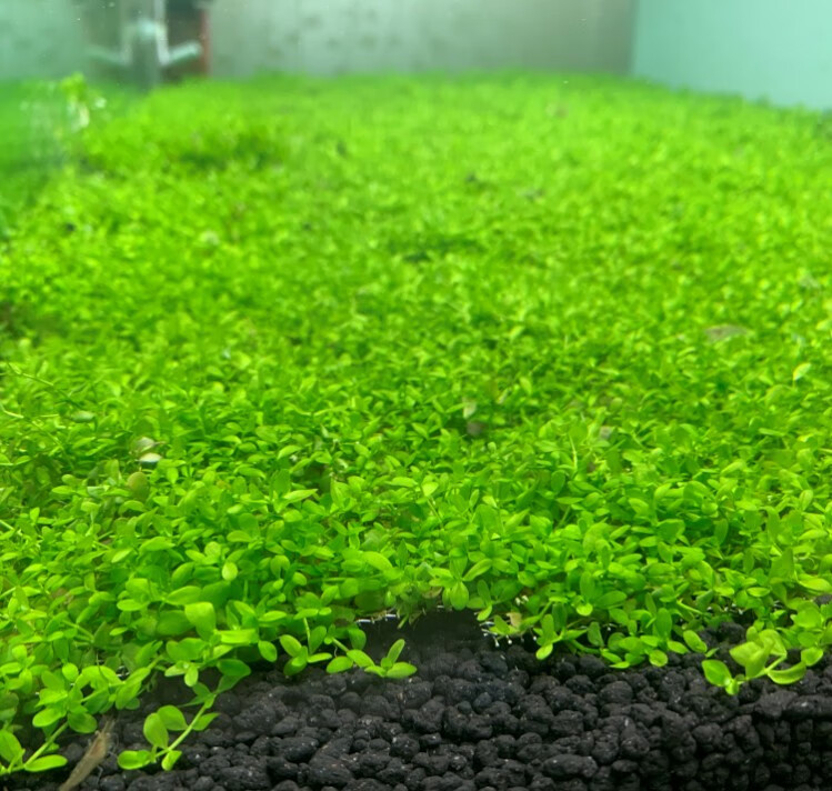前景爬地矮珍珠趴地迷你鱼缸造景活体真水草懒人速成阴性淡水植物 网