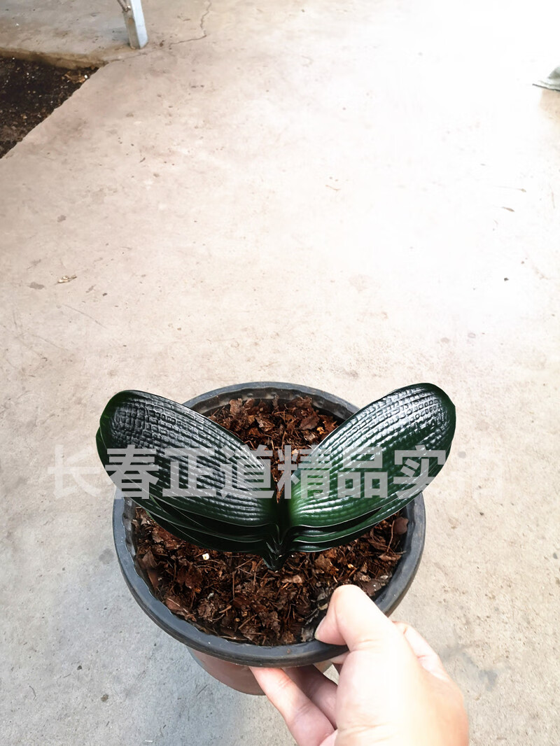 长春精品君子兰 级黑麒麟宽叶麻脸坑纹油匠 短叶绿植盆栽 黑麒麟12-16