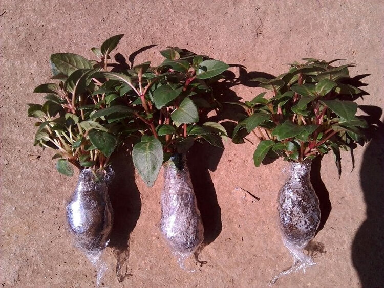 倒挂金钟苗室内绿植 灯笼花盆栽 灯笼花苗 四季开花 8号色(小苗) 不含