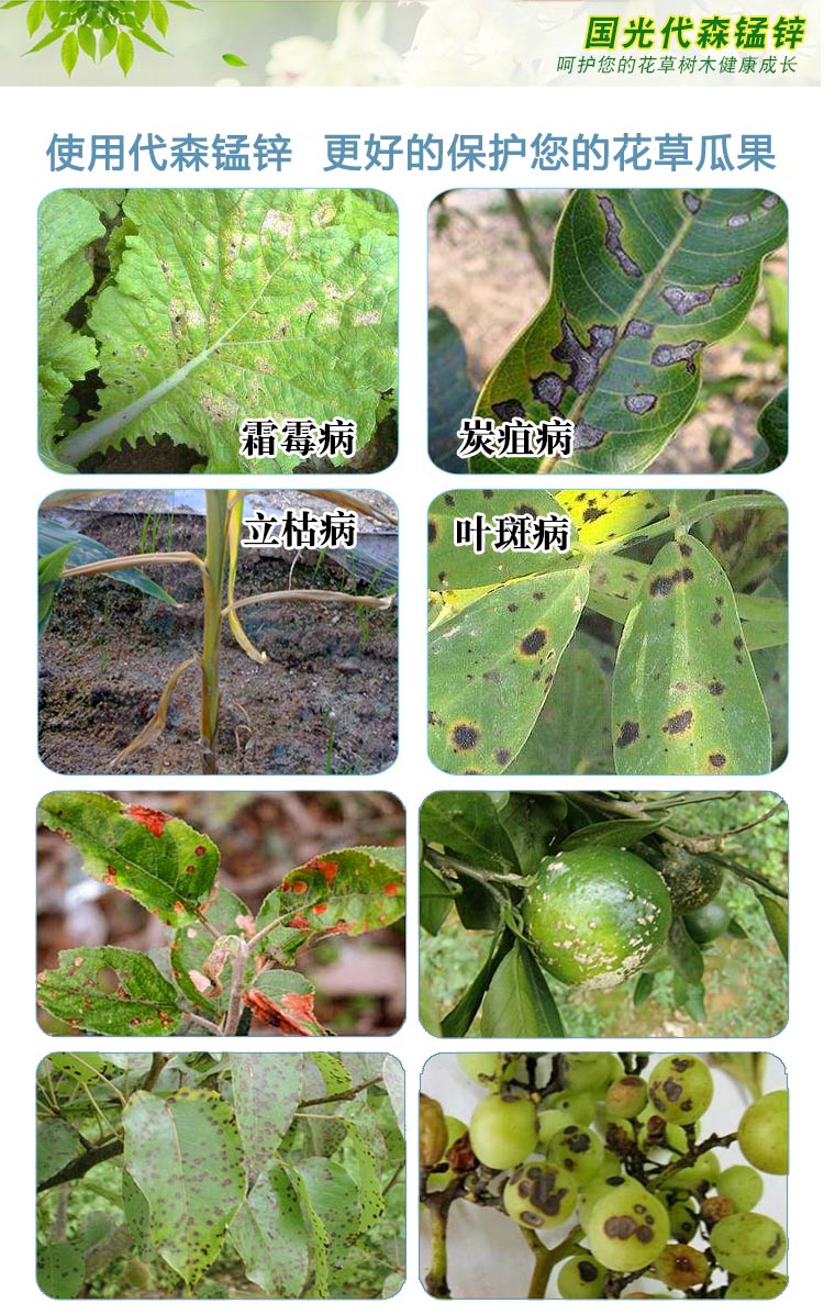 国光代森猛锌多肉月季白粉病炭疽病黑斑病农药剂植物果蔬农用杀菌剂