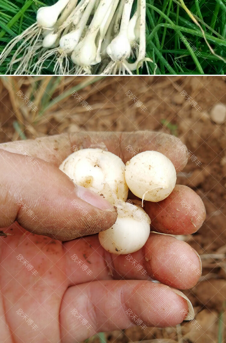 小根蒜种子春秋季耐寒薤藠子小独蒜头种孑大脑瓜阳台盆栽薤白种籽