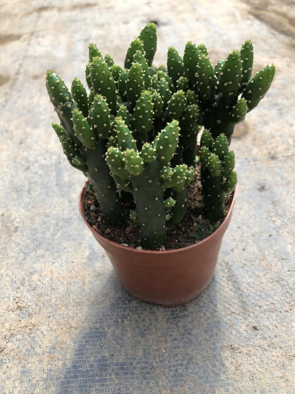 soumiety财手多肉植物组合盆栽摇钱树仙人掌又名姬珊瑚卉绿植多肉小