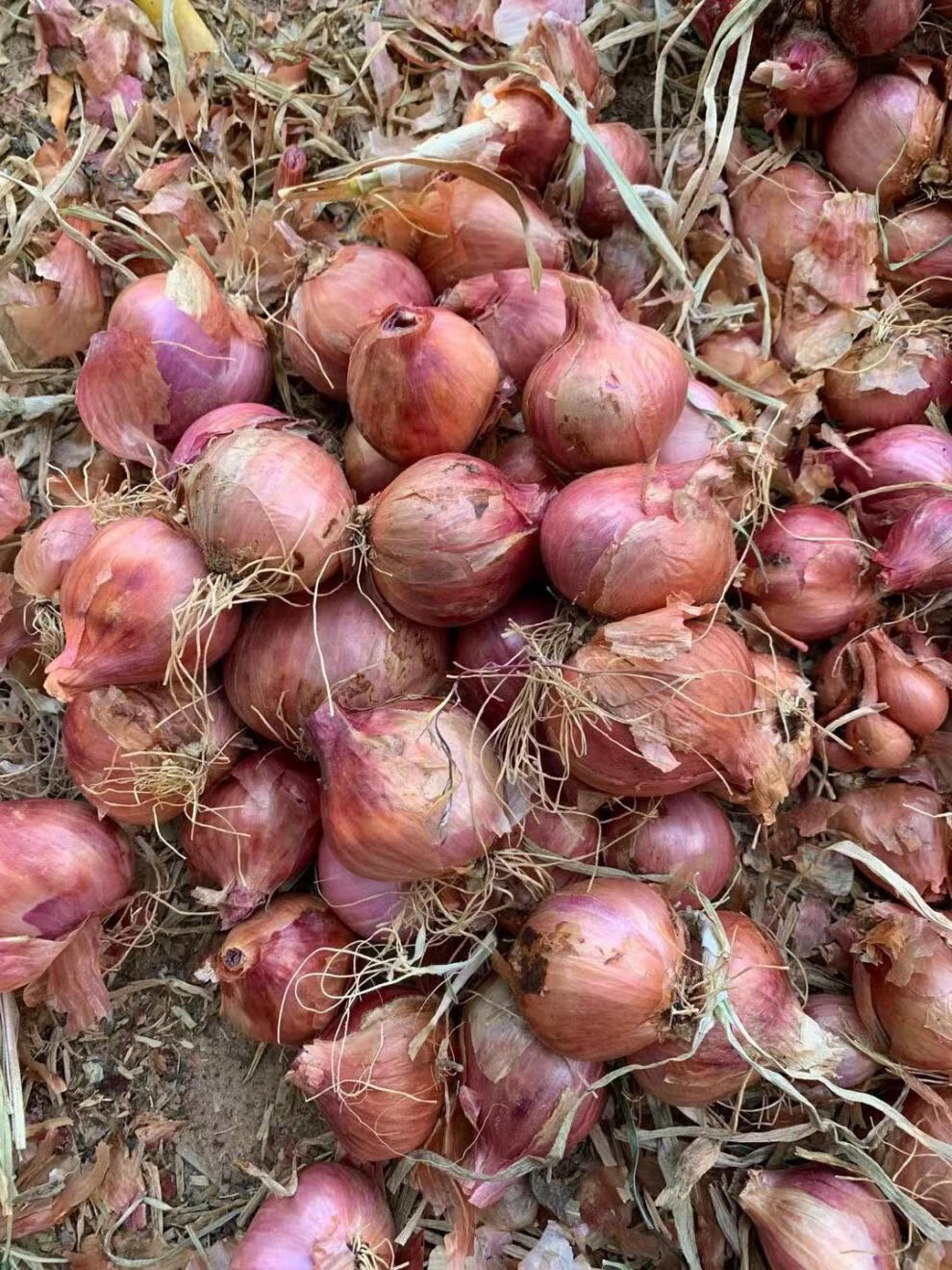 正宗东北特产毛葱新鲜鬼子葱红葱头农家毛葱种子1件都批发实惠装五斤