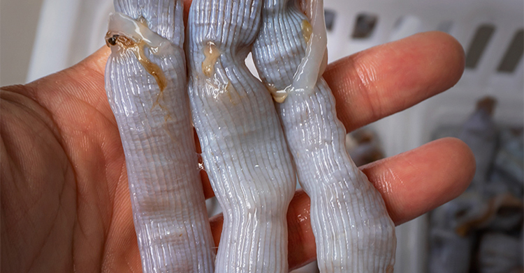 沙虫海肠 东山岛海鲜 新鲜 当天现挖沙虫 鲜活海肠子 产地直供 200g