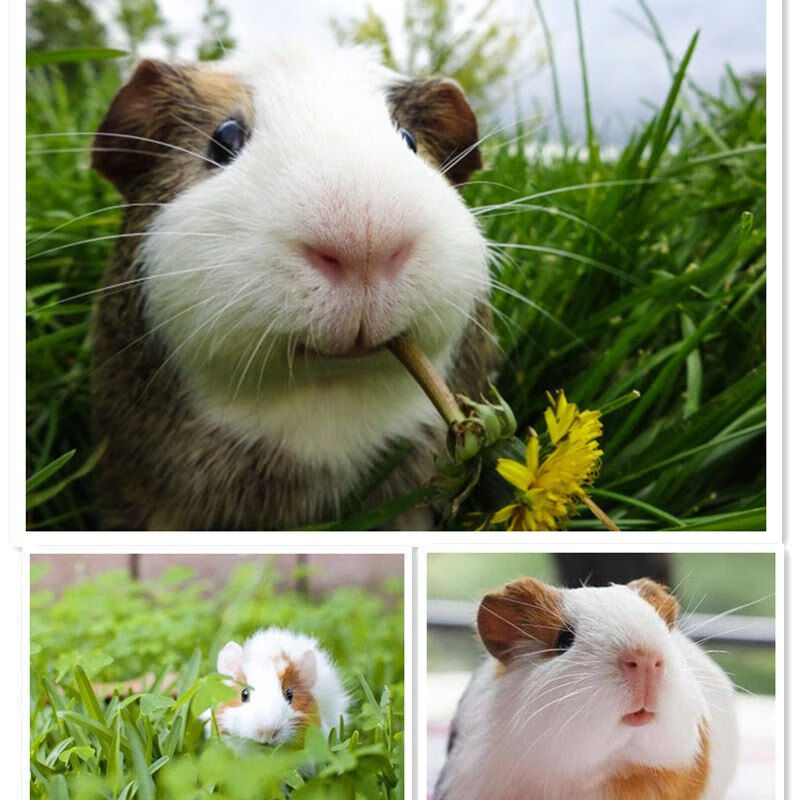 【京东推荐】自家繁殖宠物短顺豚猪荷兰猪粮食活体猪猪彩豚荷兰鼠活物
