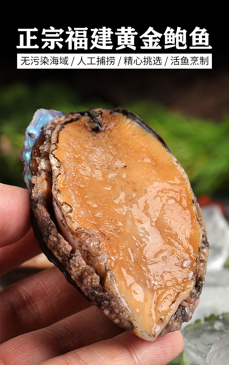 即食特大鲍鱼两头2头双头黄金鲍鱼即食红烧鲍鱼捞饭熟食6头鲍10只3份