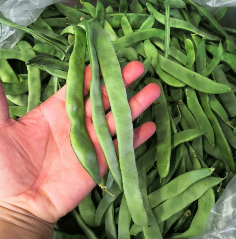 扁豆角新鲜扁芸豆豆角四季豆刀豆新鲜蔬菜农家种植现摘生鲜团购送礼