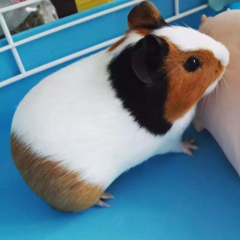 牡丹鹦鹉活体宠物鸟活物观赏鸟玄凤鹦鹉活体黄桃牡丹黄