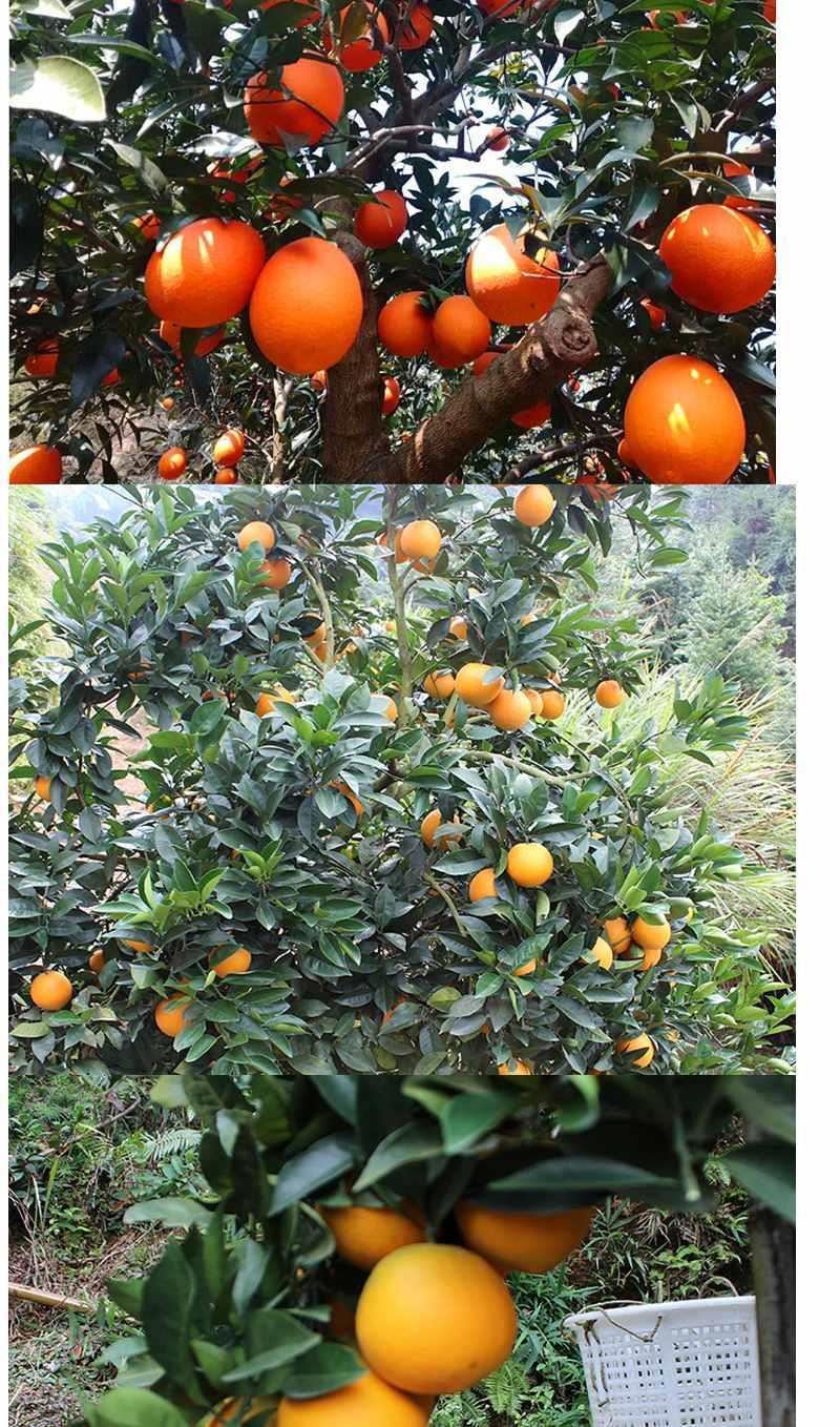 【精选】橙子树苗南方北方种植特大嫁接江西赣南脐橙橘子树苖盆栽当年