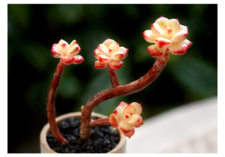 探戈群生老桩多肉植物阳台四季超萌肉肉小盆栽绿植云南多肉 探戈单头