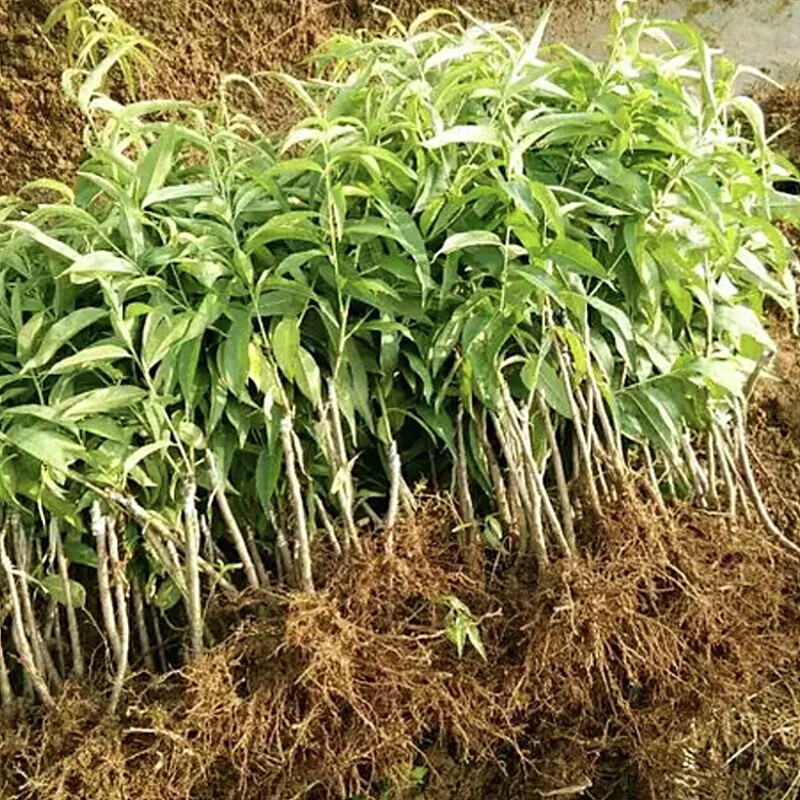 水蜜桃树苗桃树苗嫁接桃子树特大甜脆南方可盆栽地栽当年结果带土1年