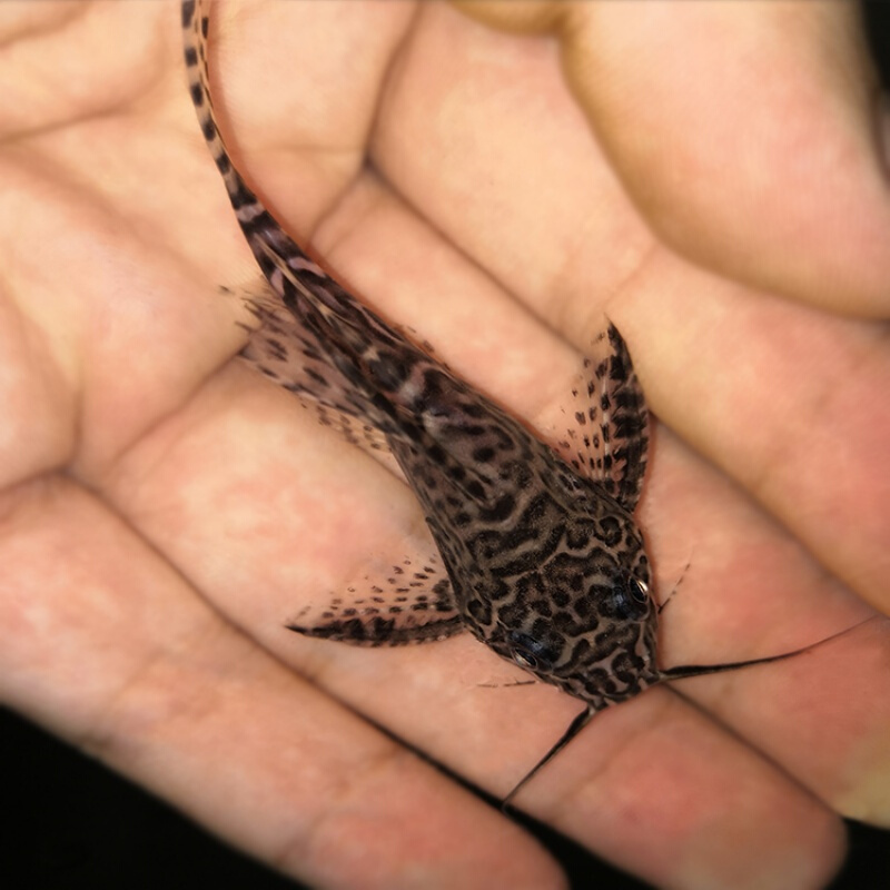 【京东推荐】反游猫倒游底层清垃圾澡工具清道夫清缸热带鱼观赏鱼鱼苗