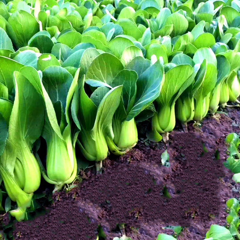 现发上海青小油菜新鲜蔬菜小青菜绿叶菜小白菜鸡毛菜整箱团建送礼生鲜