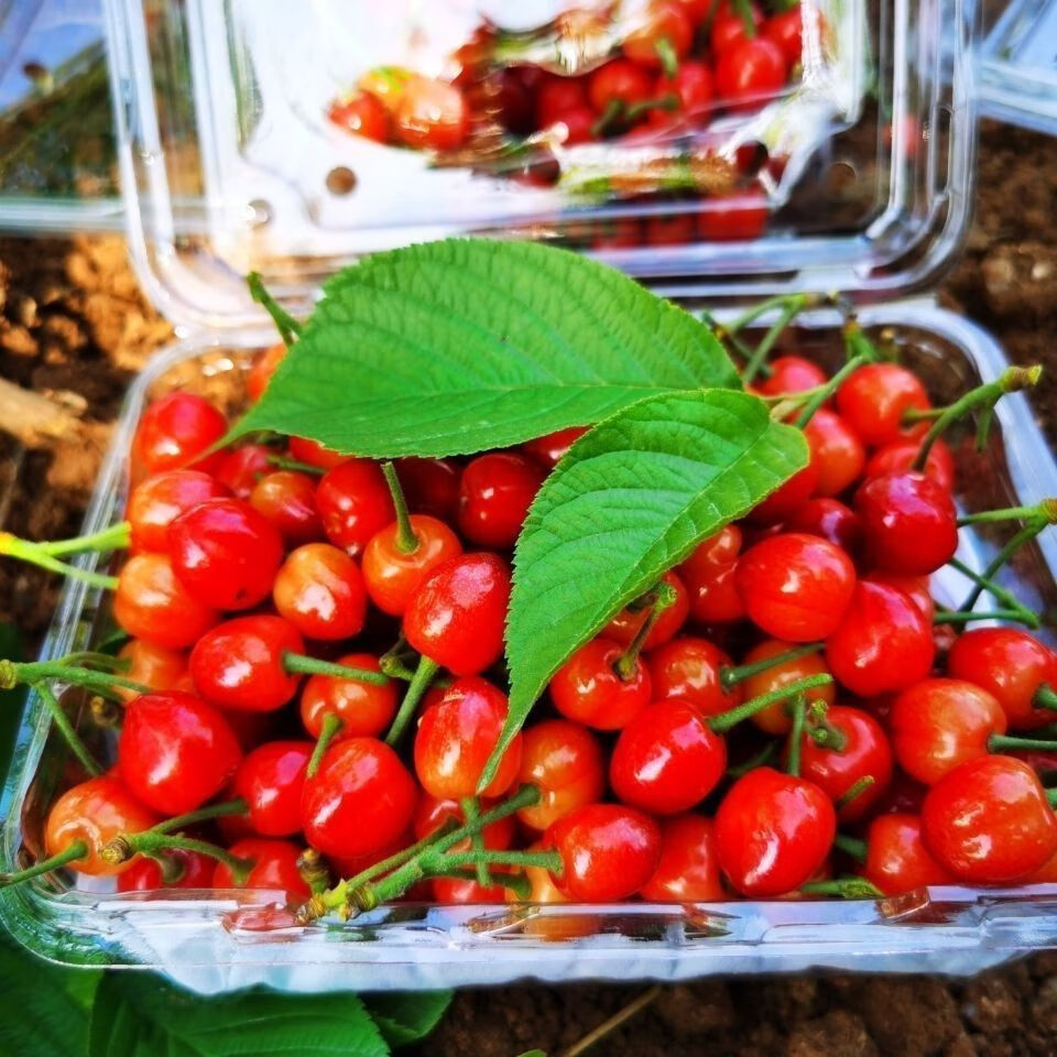 轻恋山东樱桃国产车厘子土樱桃孕妇水果24斤新鲜现货皮薄肉厚应季团建