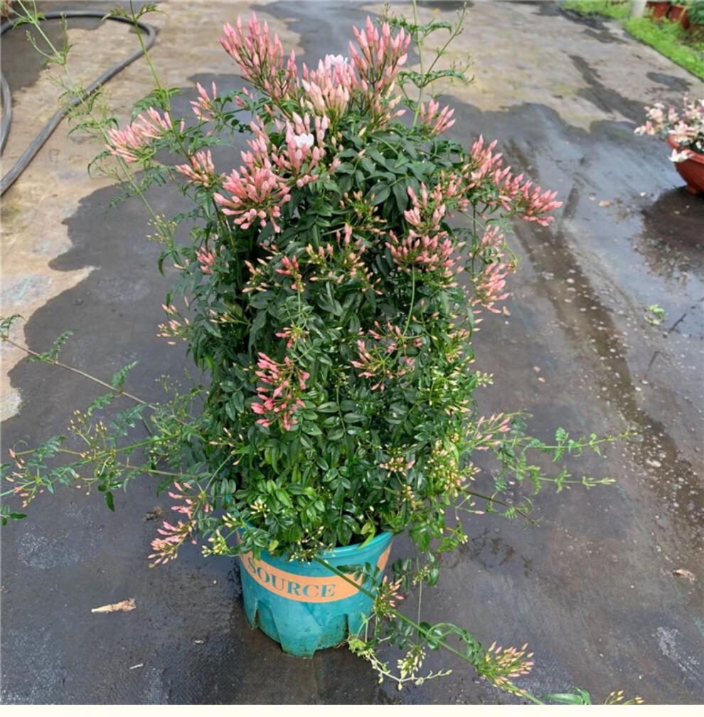 园艺 多花素馨花盆栽多年生耐寒藤本花苗阳台庭院爬藤植物有香味花卉