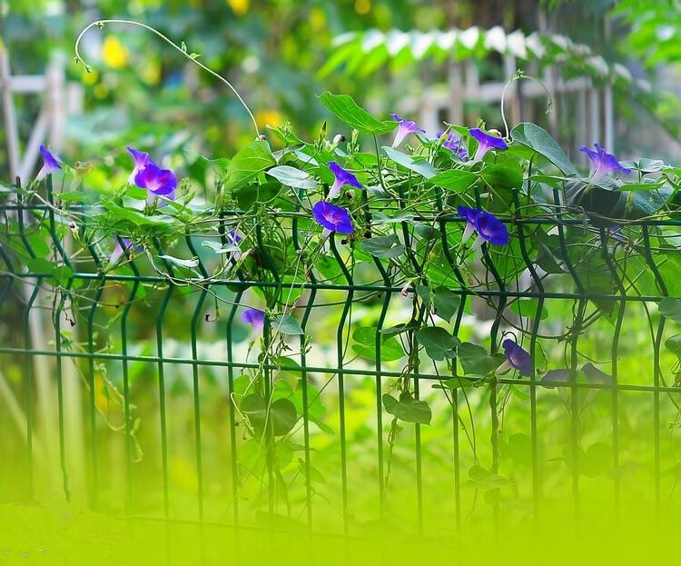 牵牛花种子喇叭花室外爬藤爬墙花卉混色开花不断盆栽易活播种种籽野生