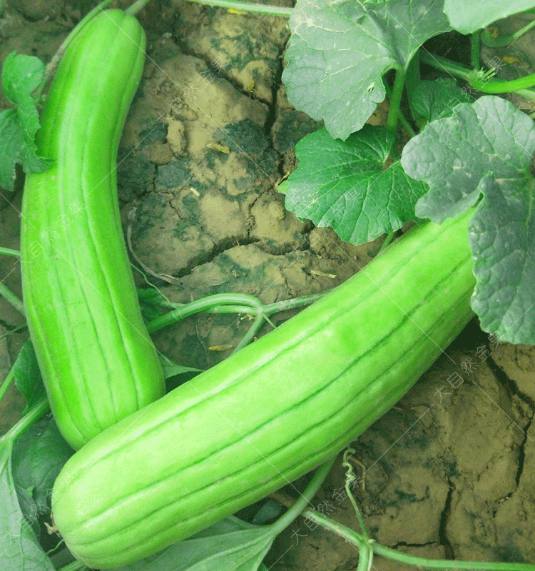 绿皮白瓤甜瓜种籽春季早熟水果庭院盆栽蔬菜种孑八棱脆瓜原包装约80粒