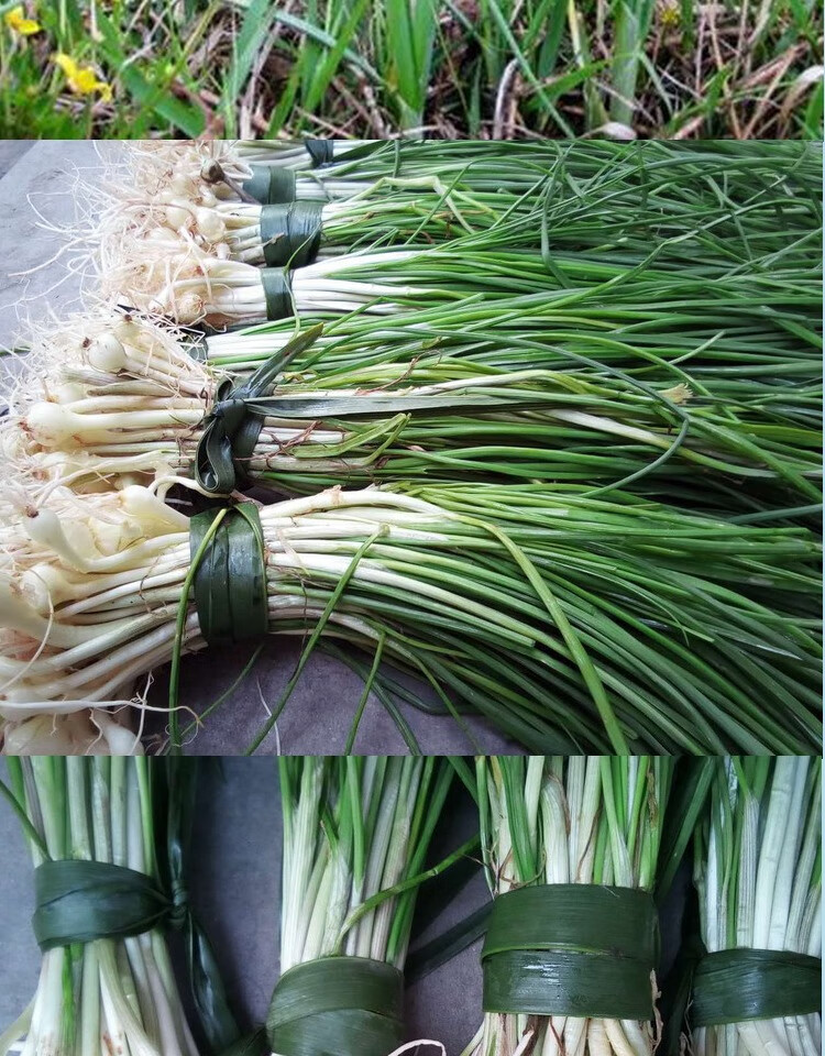 野生苏北新鲜野葱苦藠苦茭小蒜小根蒜薤白香葱西葱野菜小香葱野蒜整箱