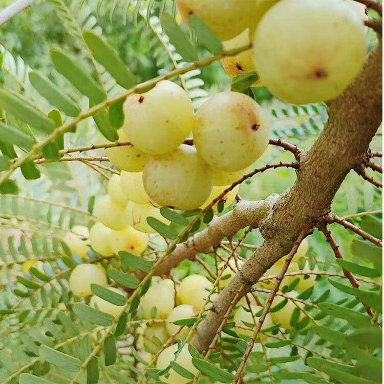 新鲜采摘赤皮油甘果余甘果牛甘果余甘子孕妇止吐橄榄三斤装