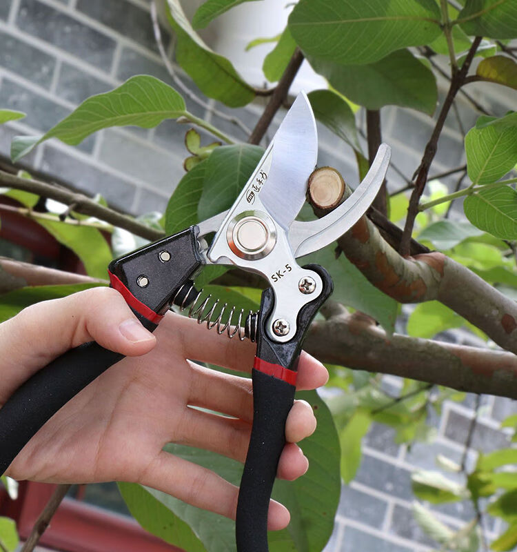 修树剪强力果树剪粗枝剪树枝修枝剪刀苹果树梨树桃子树园林园丁剪子