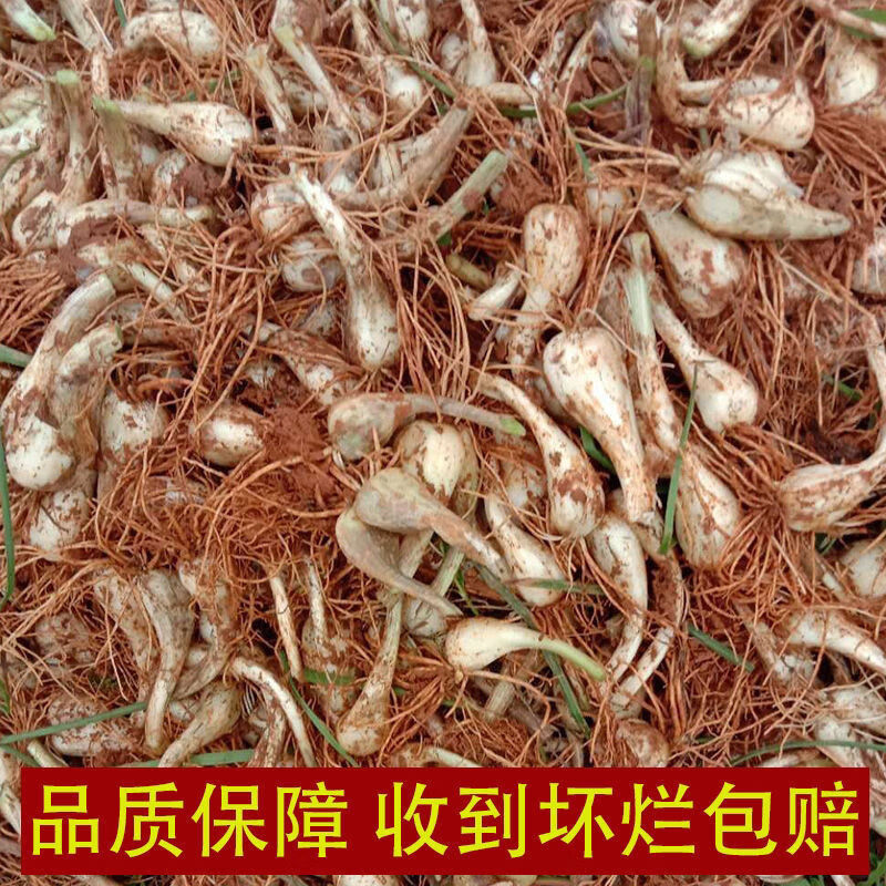 无根无叶湖南农家葱头教头荞子泡菜凉拌菜 1500g无叶无根【图片 价格