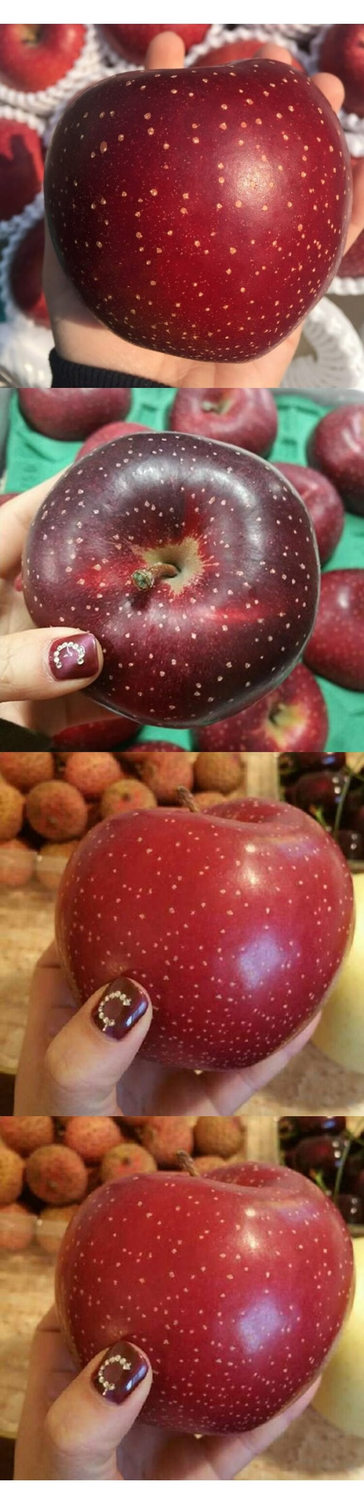 日本引进品种苹果树苖千雪苹果树苖水果树苖果树嫁接苹果树苖4年苗