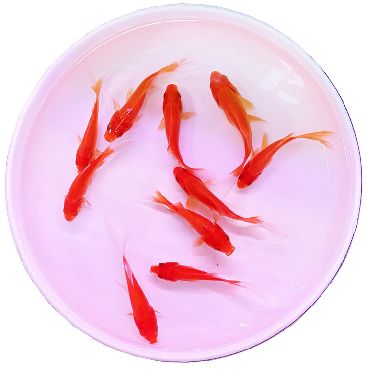 金鱼活体草金鱼小金鱼苗红草金冷水鱼好养耐活观赏鱼红鲫鱼锦鲤鱼懒人