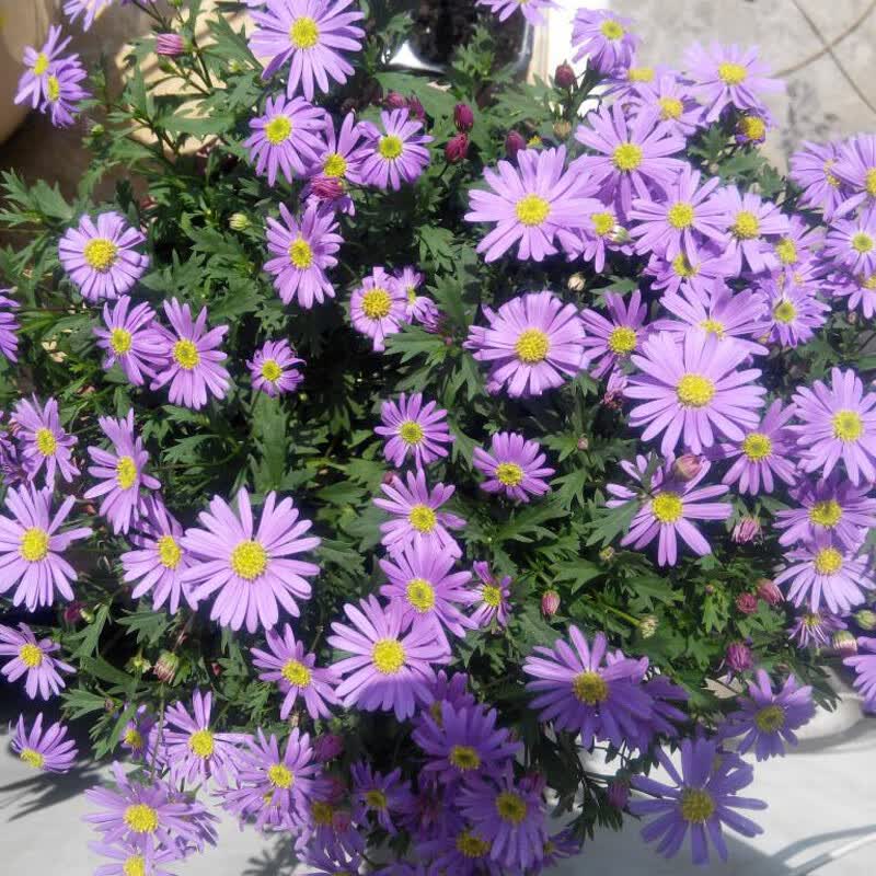 玛格丽特带花苞姬小菊球菊玛格丽特菊花千头菊小雏菊盆栽花苗四季开花