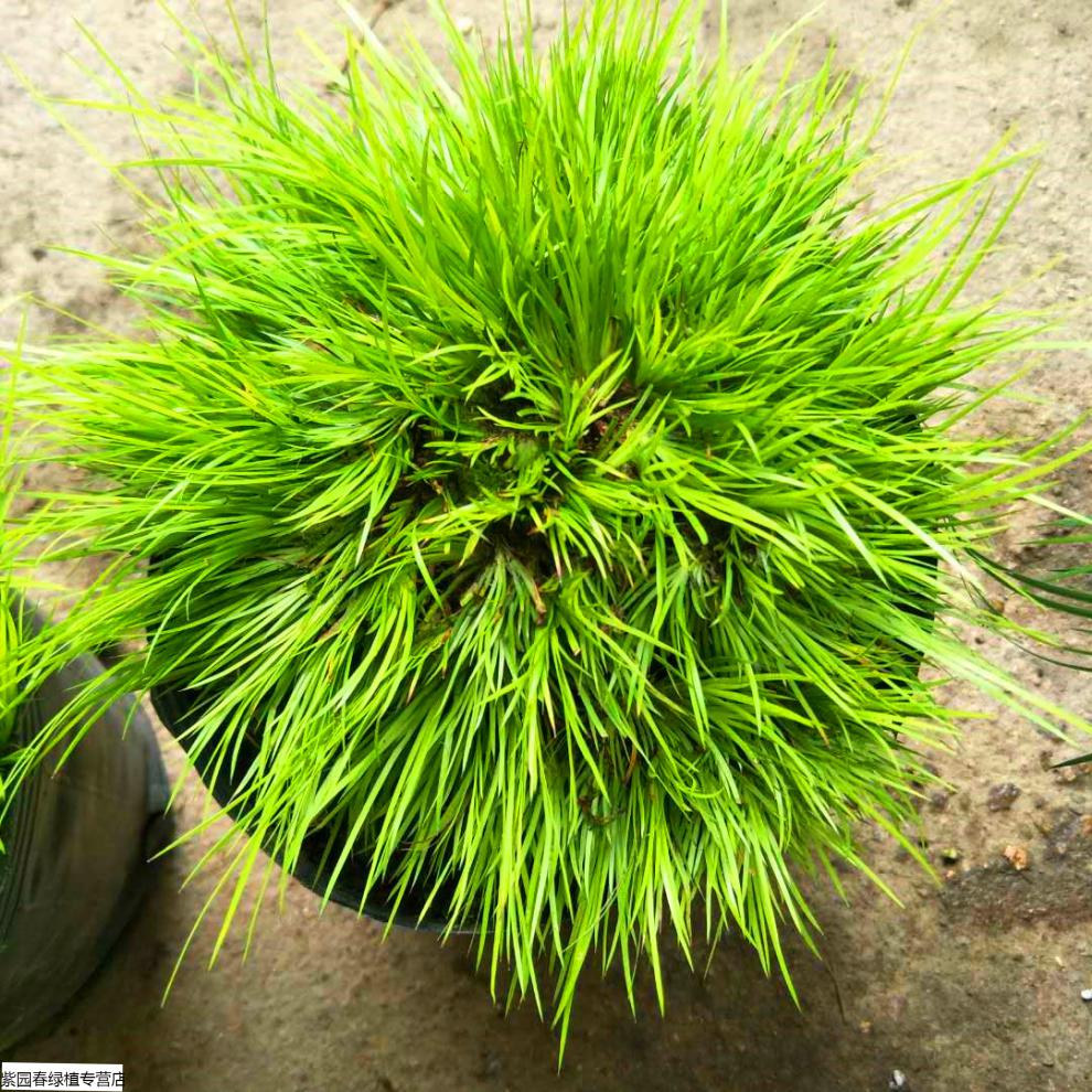 盆景野生石菖蒲水培提根老桩小叶雀舌皱皮黄杨 2颗苔藓球小叶赤楠植物