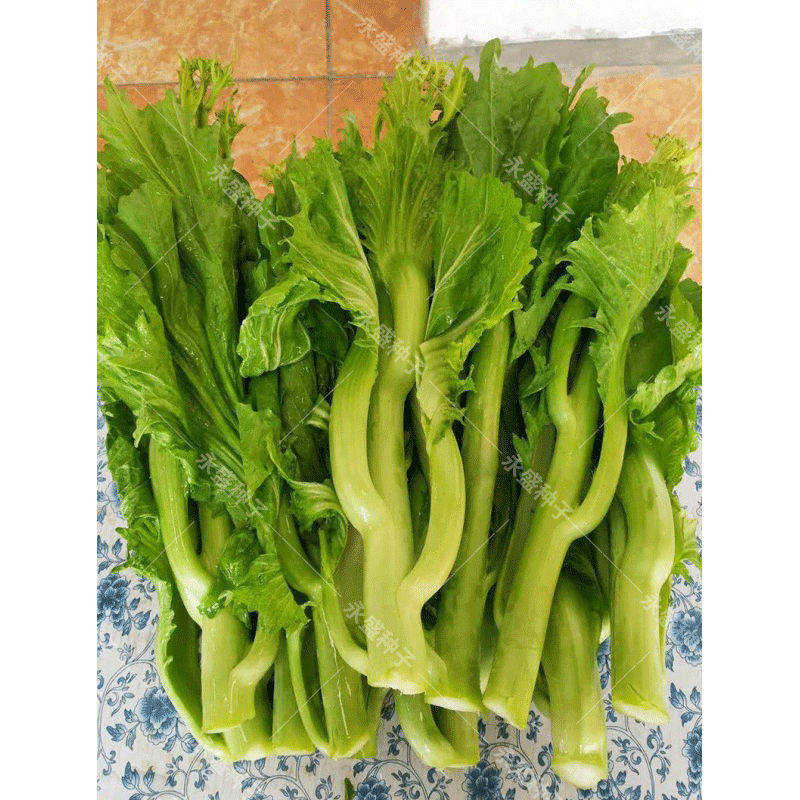甜芥菜种籽四季芥菜心种子介菜菜种芥菜苔青菜籽农家蔬菜种孑秋冬 甜