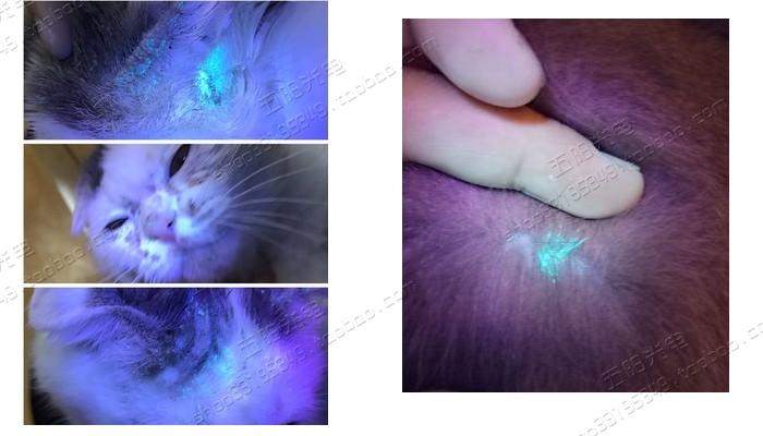 猫藓灯灯紫外线手电筒动物皮肤犬猫藓狗藓照猫尿真菌检测大功率黑镜3
