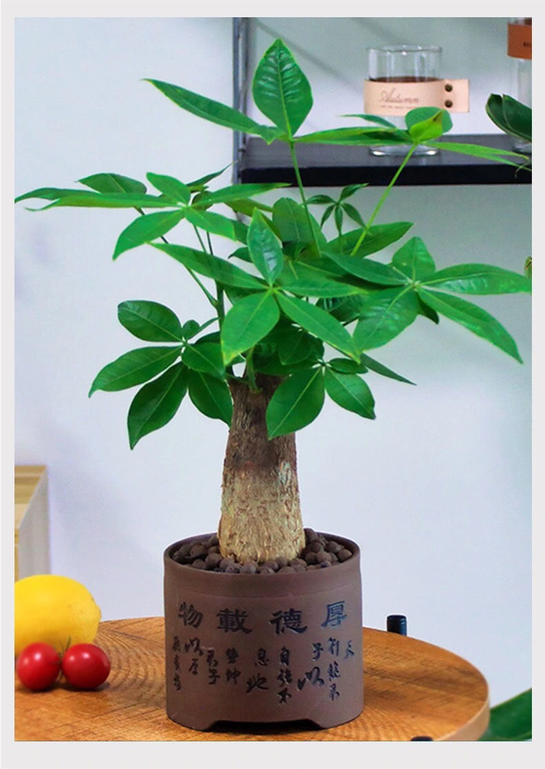 发财树盆栽室内花卉盆景植物盆栽大树摇钱树客厅大型绿植多芮蜜精品