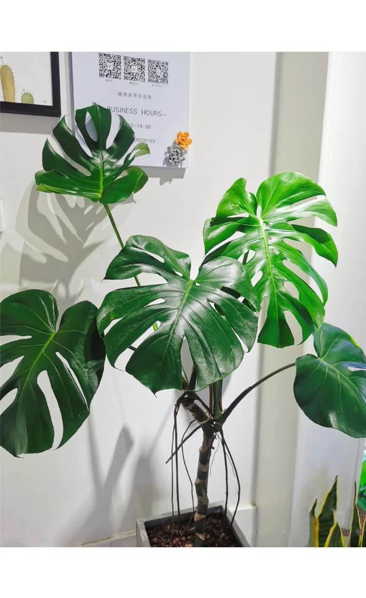 龟背竹大型室内客厅老桩植物盆栽吸甲醛北欧风热带好养大叶绿植 90