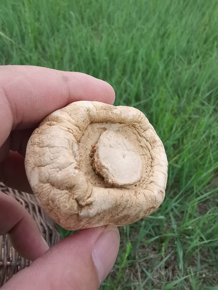 茗老汉 野生口蘑干货张家蘑干货 舌尖上的中国美食野生口蘑干货