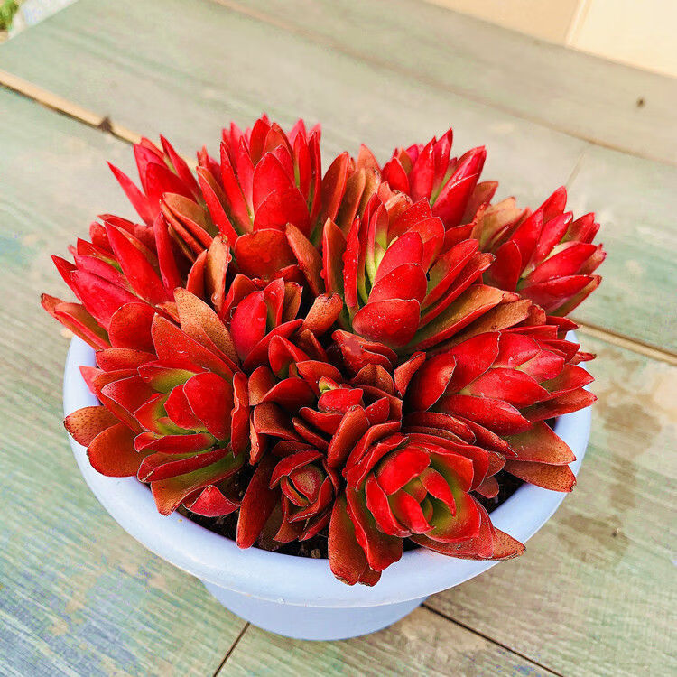 火祭多肉植物多头群生大火祭盆栽颜色状态佳云南基地直发采缇180盆劲