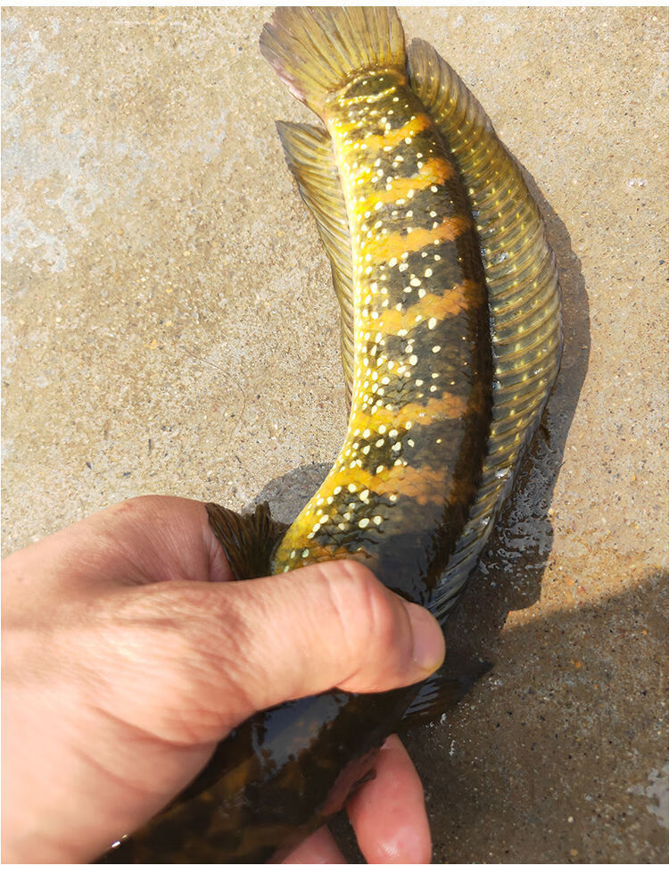 观赏鱼苗活体七星鱼苗宠物鱼观赏冷水雷龙鱼养殖活体水生宠物红月体