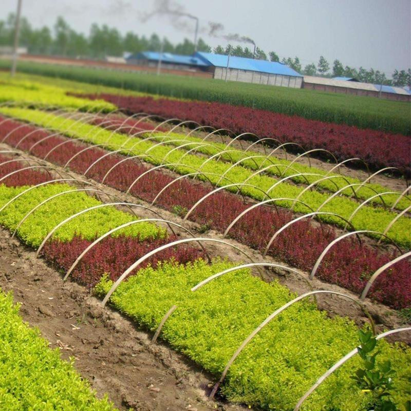 绿篱花色块花镜彩色苗红叶小檗紫叶小檗红叶紫叶小波小苗虎雀a2030