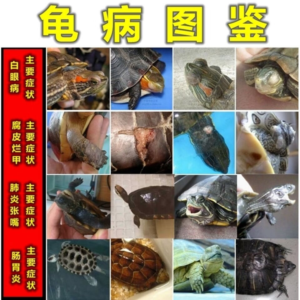 乌龟换壳和烂甲区别图片