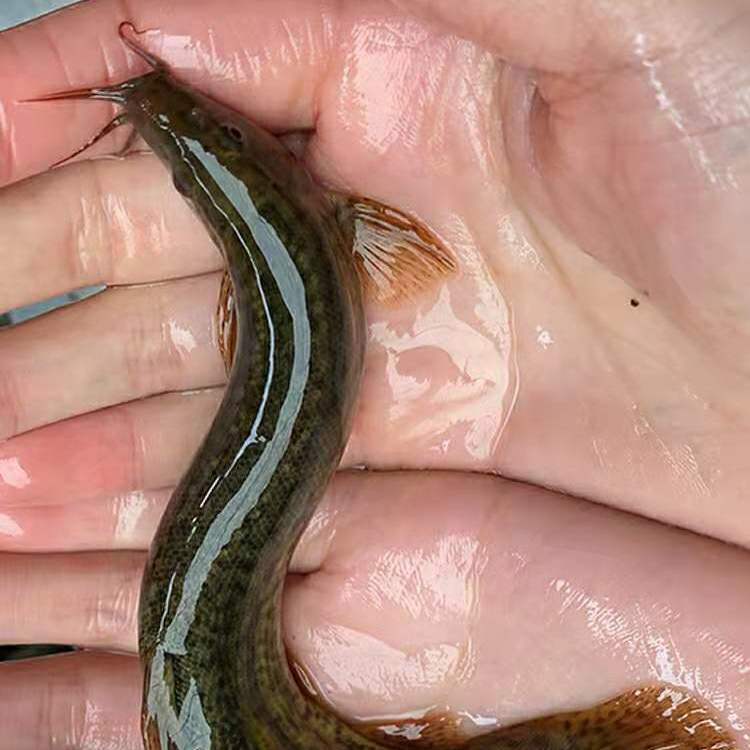 老泥鳅大小淡水活鱼大板鳅活体鱼青鳅鱼现杀滋补炖汤水族饲料龟粮