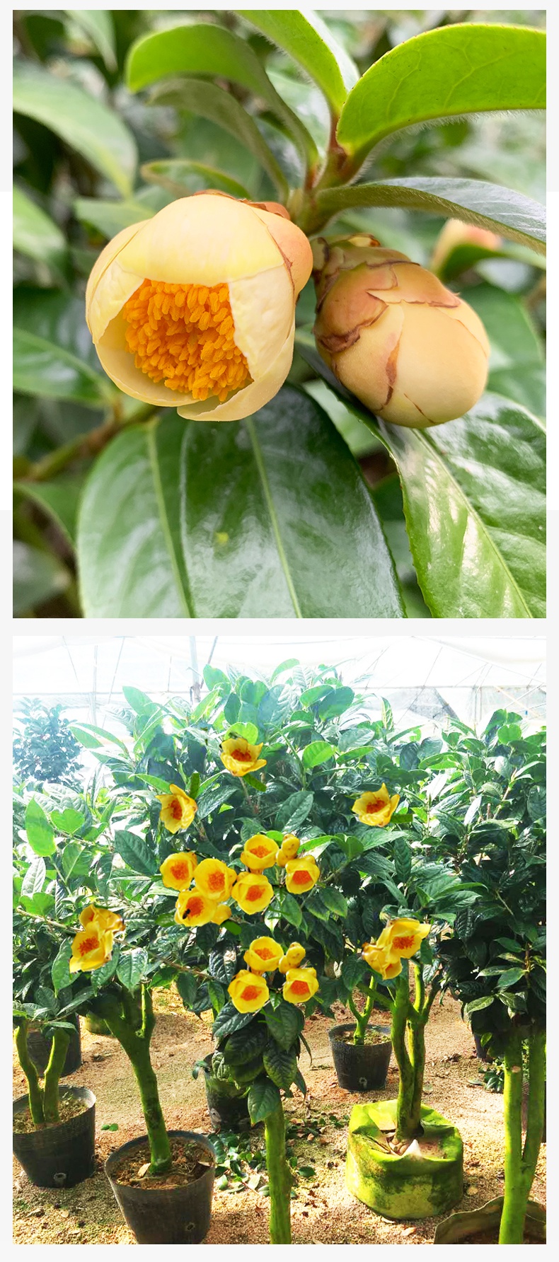 防城金花茶树苗防普原生金花茶盆栽花卉凹脉黄樽带花苞名贵茶花防城